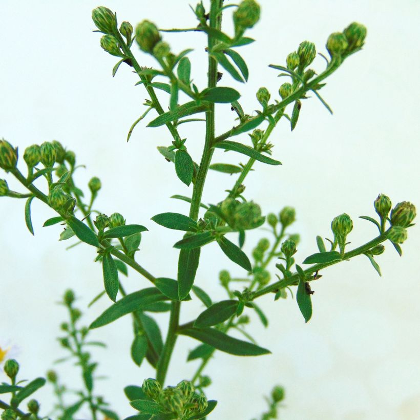 Aster ericoides Lovely (Follaje)