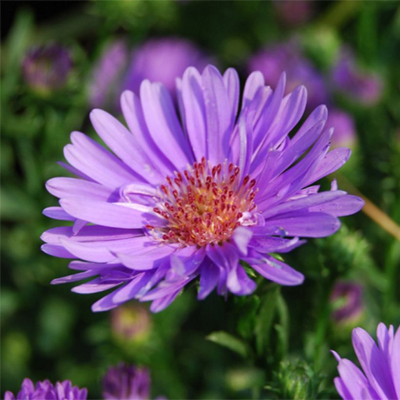 Aster ericoides Lovely (Floración)