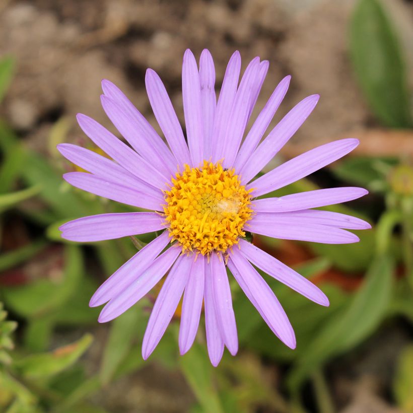 Aster farreri (Floración)