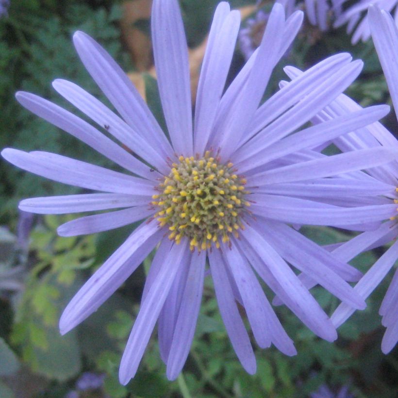 Aster frikartii Flora s Delight (Floración)