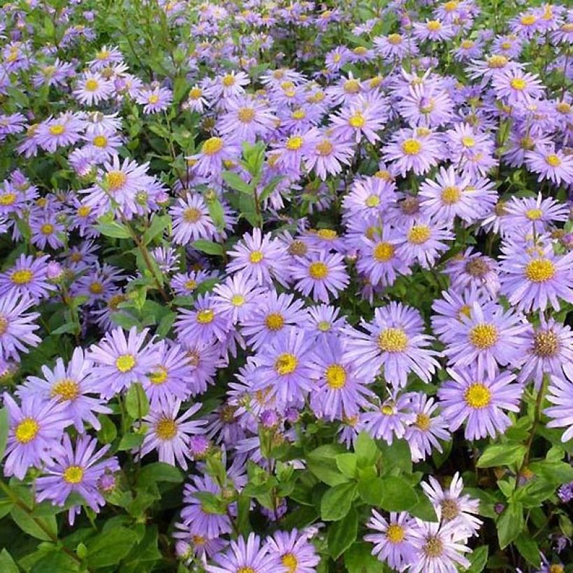 Aster frikartii Jungfrau (Follaje)