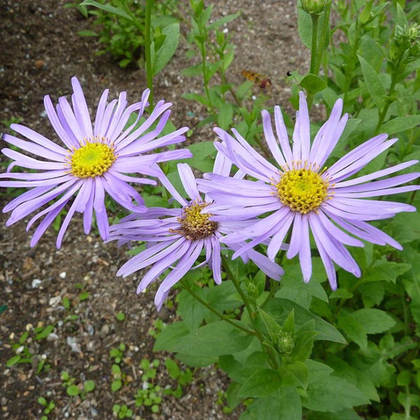 Aster frikartii Mönch (Floración)