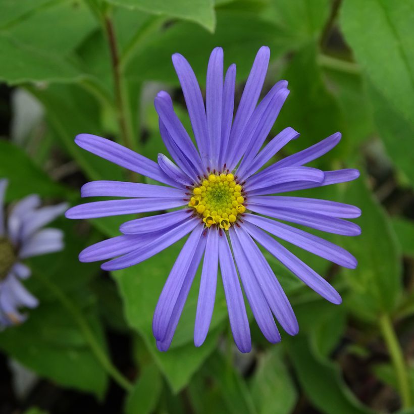 Aster frikartii Wunder von Stäfa (Floración)