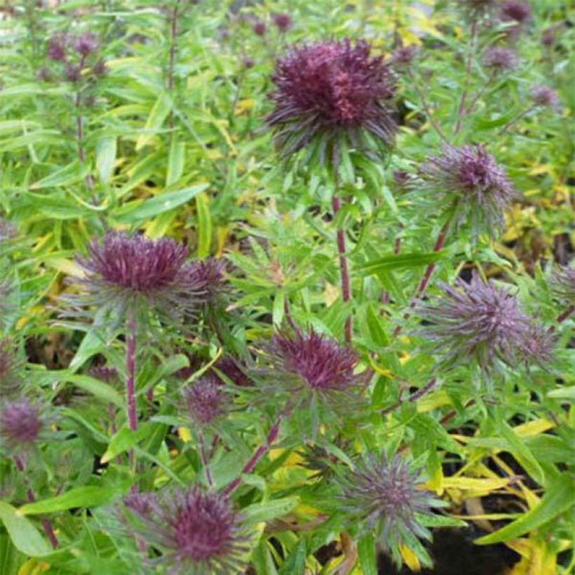 Aster novae-angliae Ann Leys (Floración)