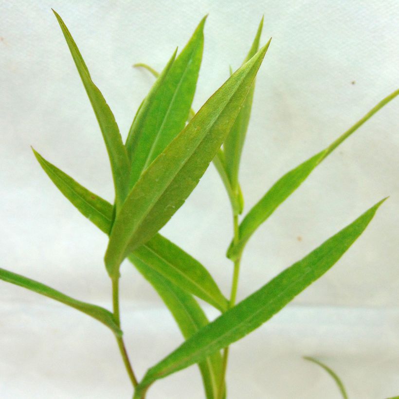 Aster laevis (Follaje)