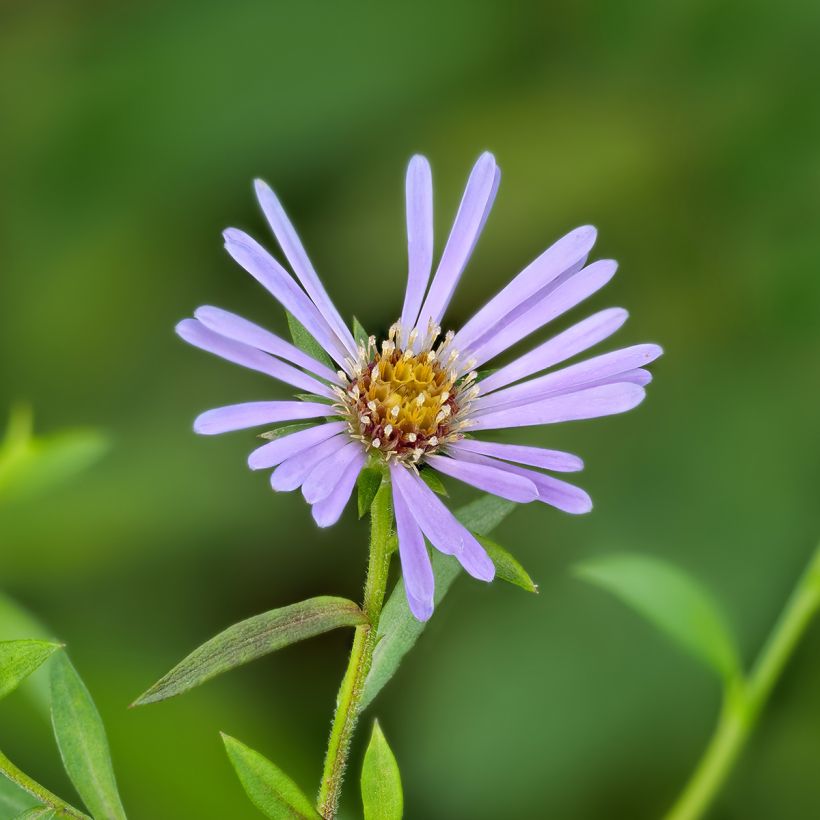 Aster laevis (Floración)