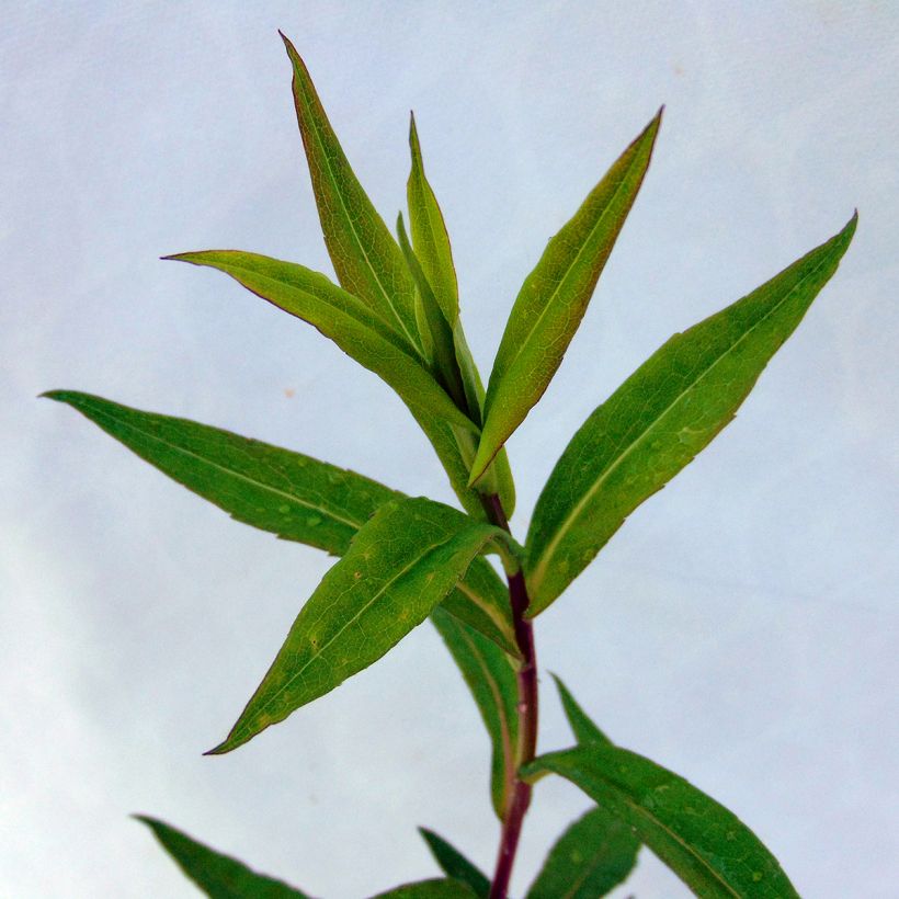 Aster lateriflorus Chloe (Follaje)