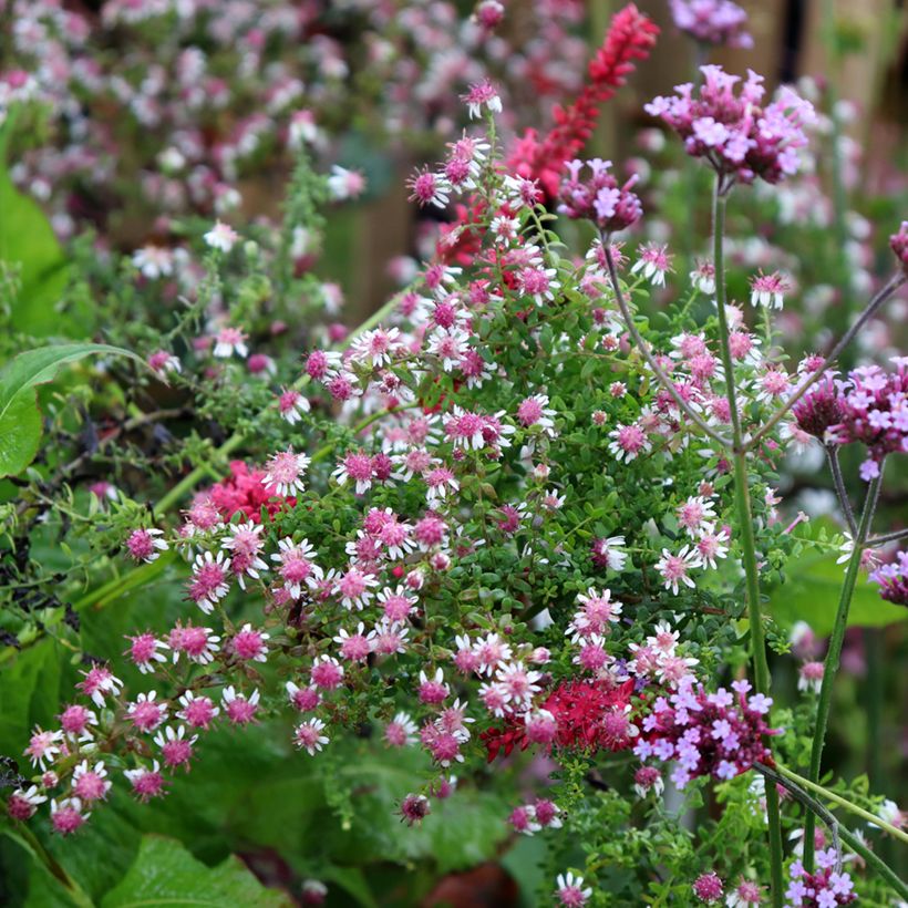 Aster lateriflorus Horizontalis (Porte)