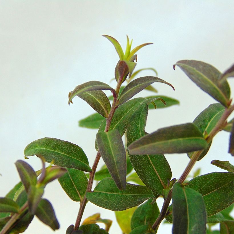 Aster lateriflorus Prince (Follaje)