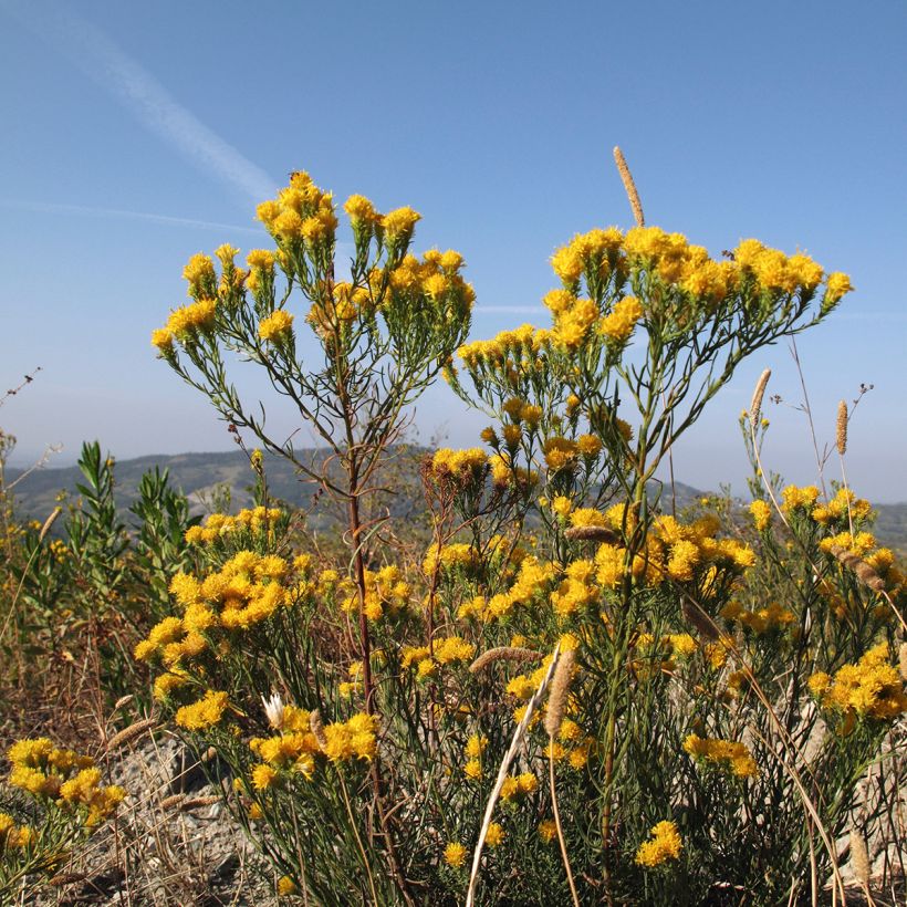 Aster linosyris (Porte)