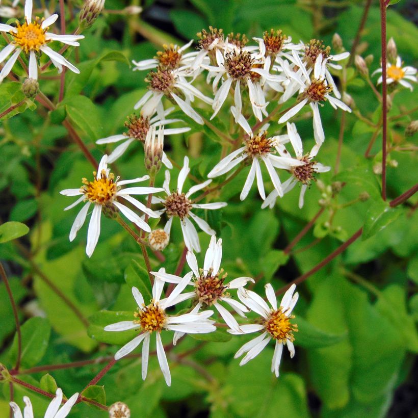 Aster macrophyllus (Floración)