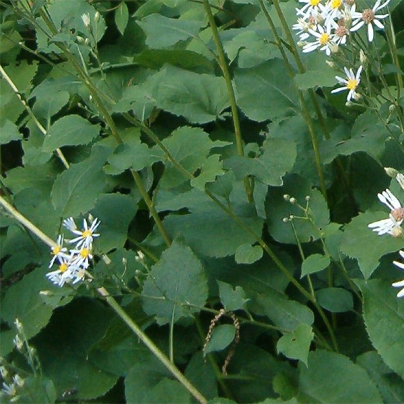 Aster macrophyllus Albus (Follaje)