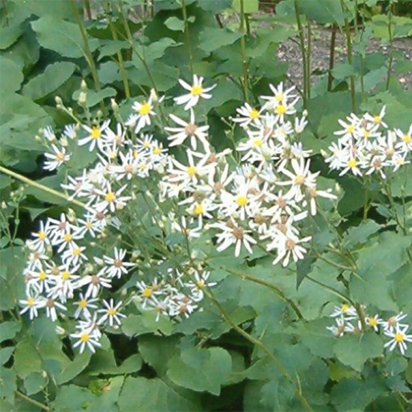 Aster macrophyllus Albus (Floración)