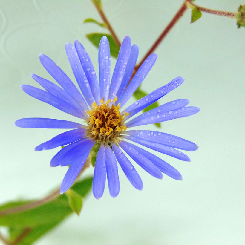 Aster macrophyllus Twilight (Floración)