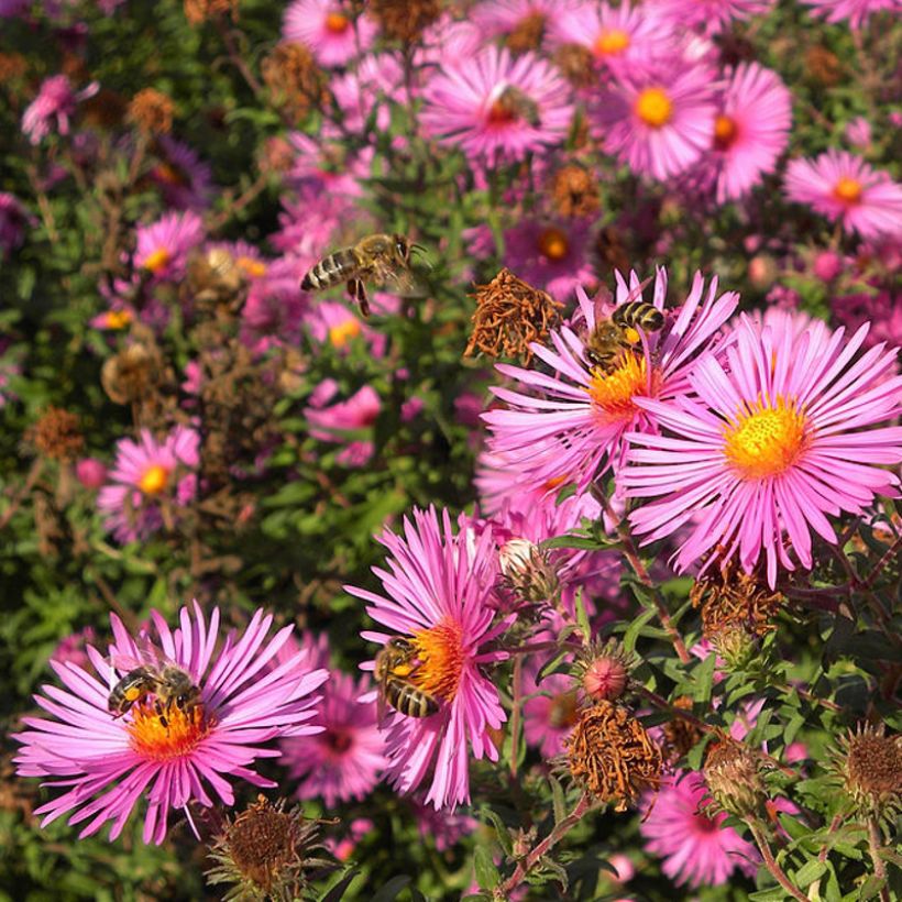 Aster novae-angliae Andenken an Paul Gerber (Floración)