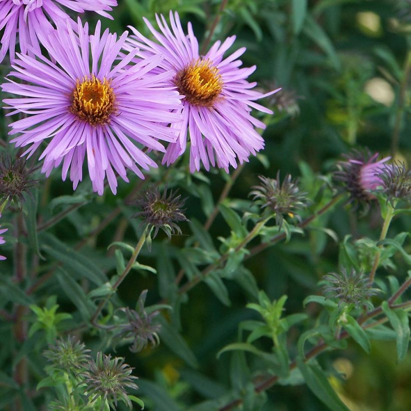 Aster novae-angliae Barrs Pink (Follaje)