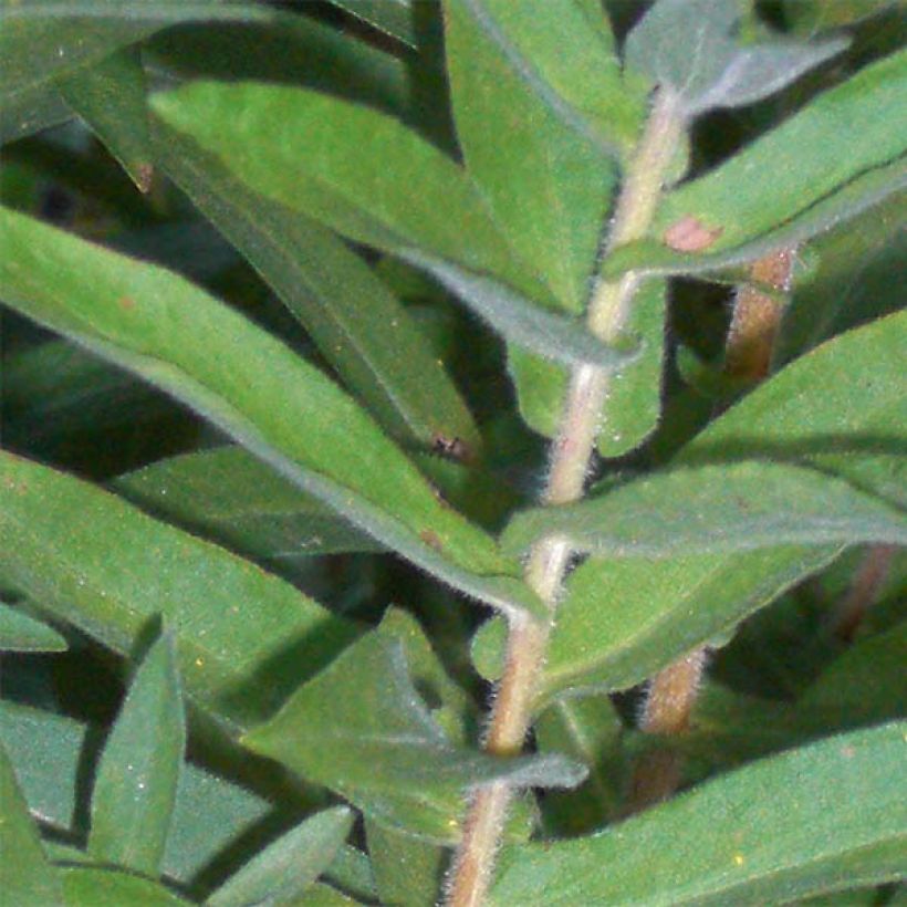 Aster novae-angliae Barrs Blue (Follaje)