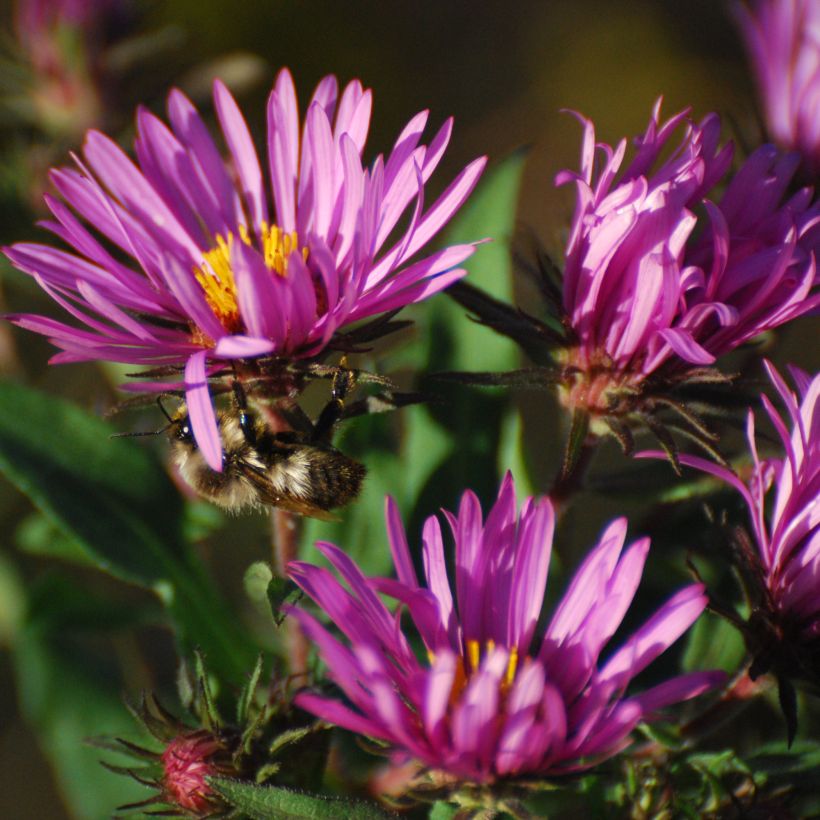 Aster novae-angliae Constanz (Floración)