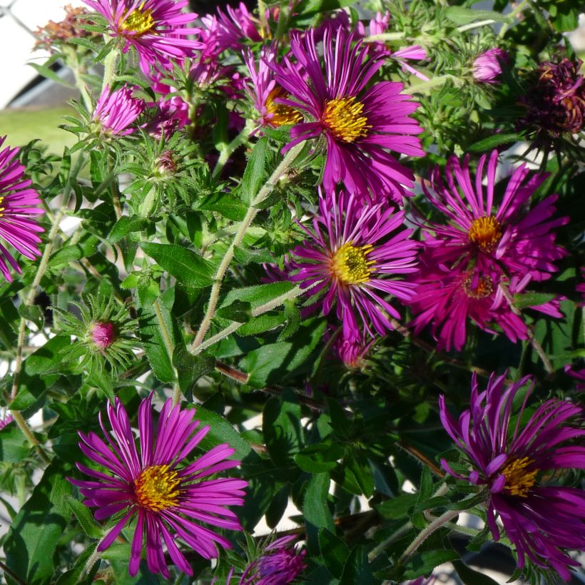 Aster novae-angliae Constanz (Porte)