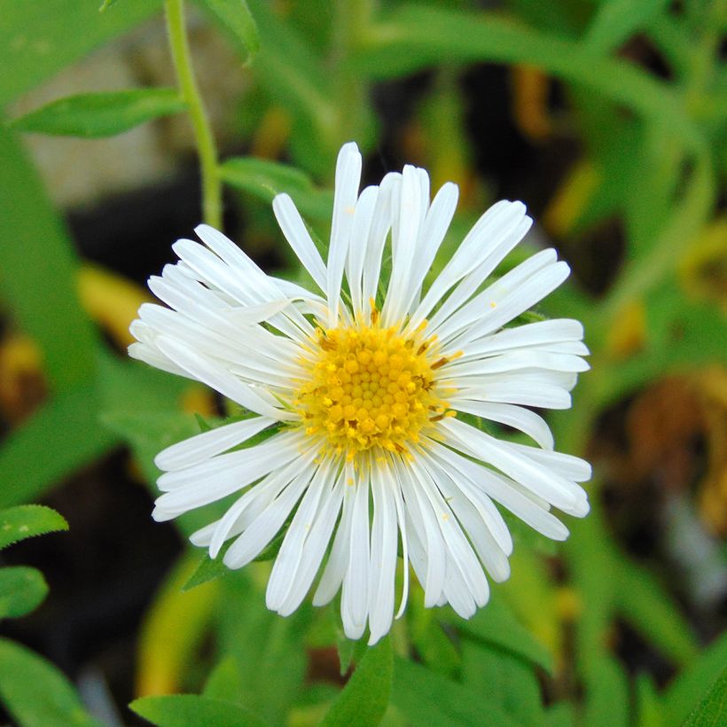 Aster novae-angliae Herbstschnee (Floración)