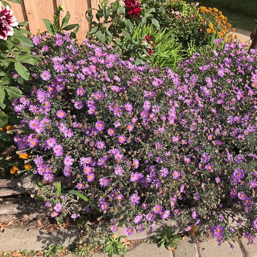 Aster novae-angliae Purple Dome (Porte)