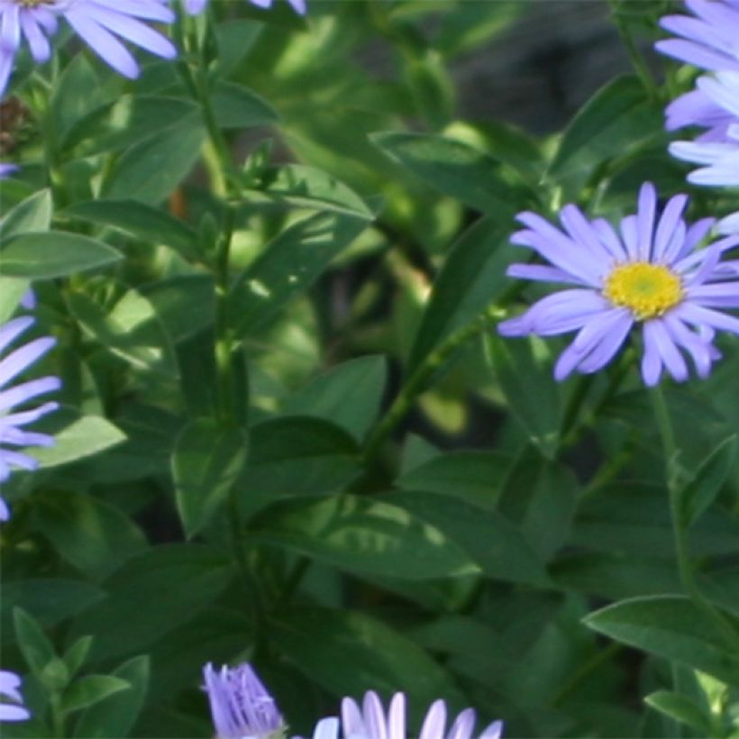 Aster novi-belgii Audrey (Follaje)