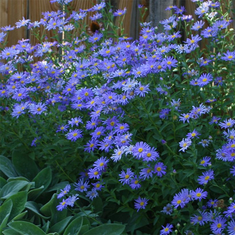 Aster novi-belgii Audrey (Floración)