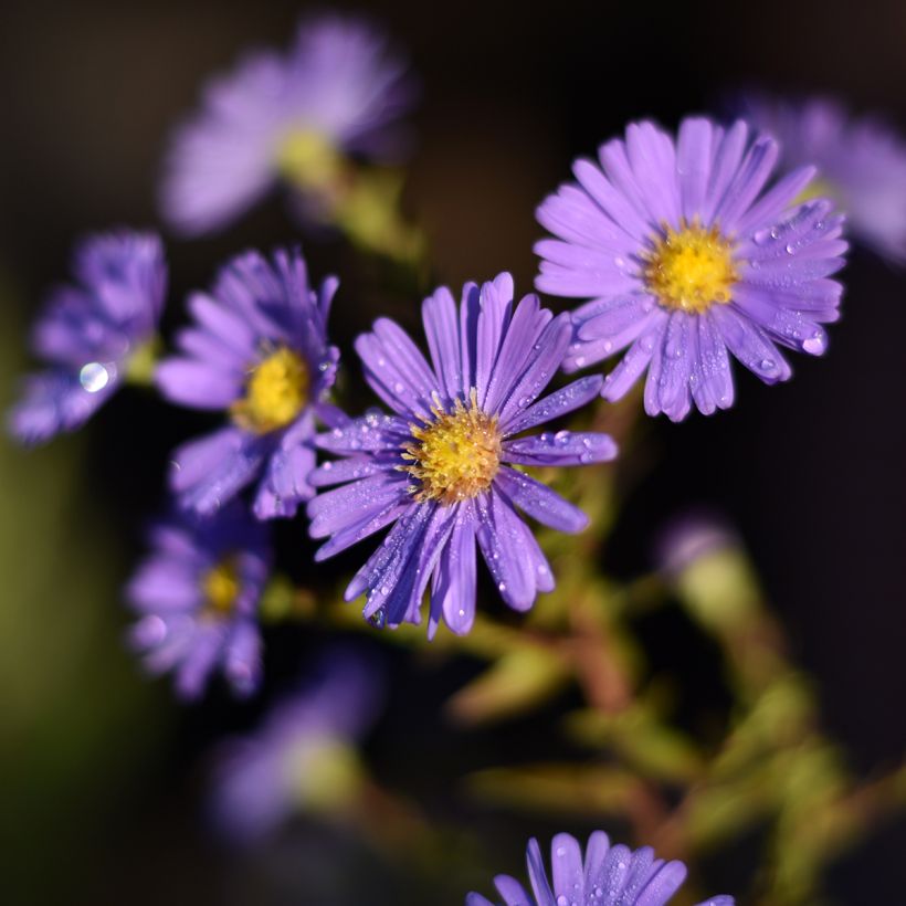 Aster novi-belgii Dauerblau (Floración)