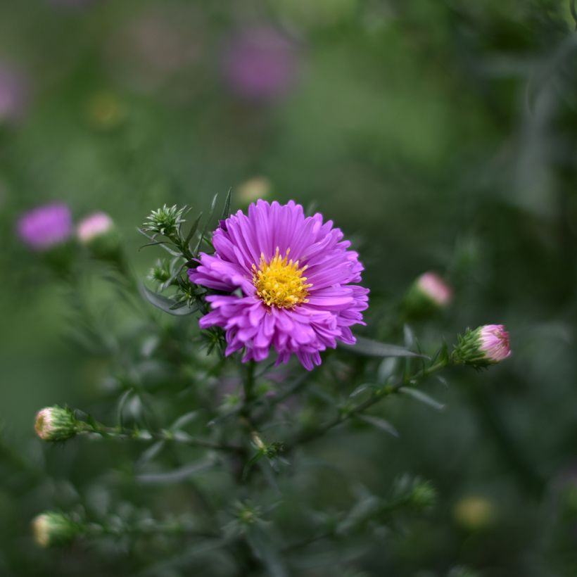 Aster novi-belgii Karmin Kuppel (Floración)