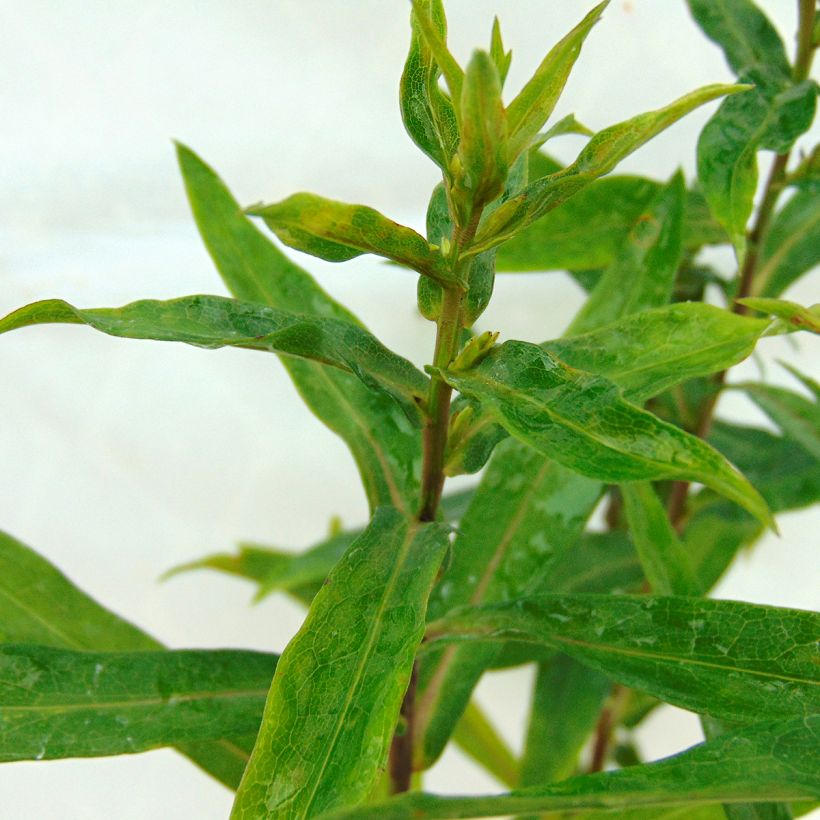 Aster novi-belgii Patricia Ballard (Follaje)