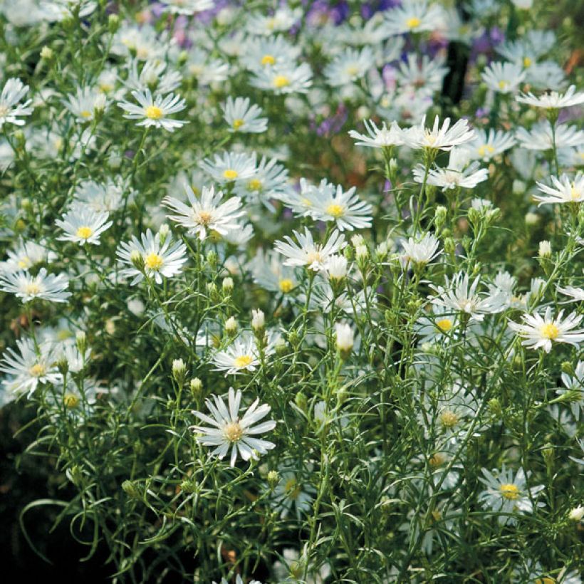 Aster ericoides var. pringlei Monte Cassino (Porte)