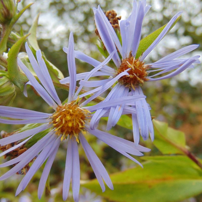 Aster puniceus (Floración)