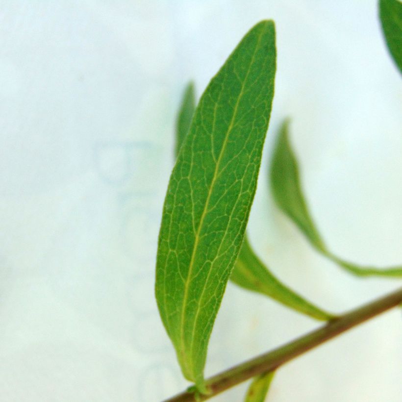 Aster pyrenaeus Lutetia (Follaje)