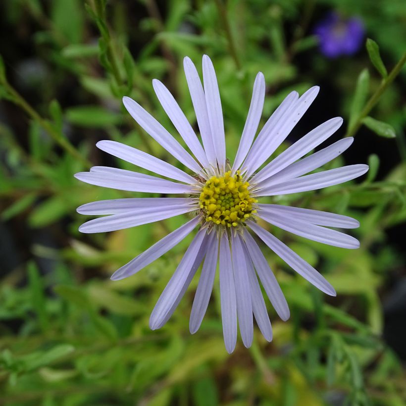 Aster pyrenaeus Lutetia (Floración)