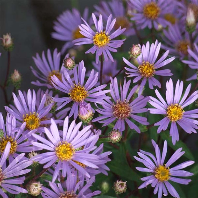 Aster radula (Floración)