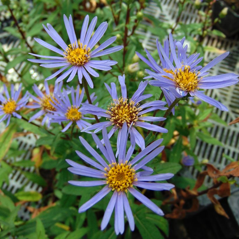 Aster radula August Sky (Floración)