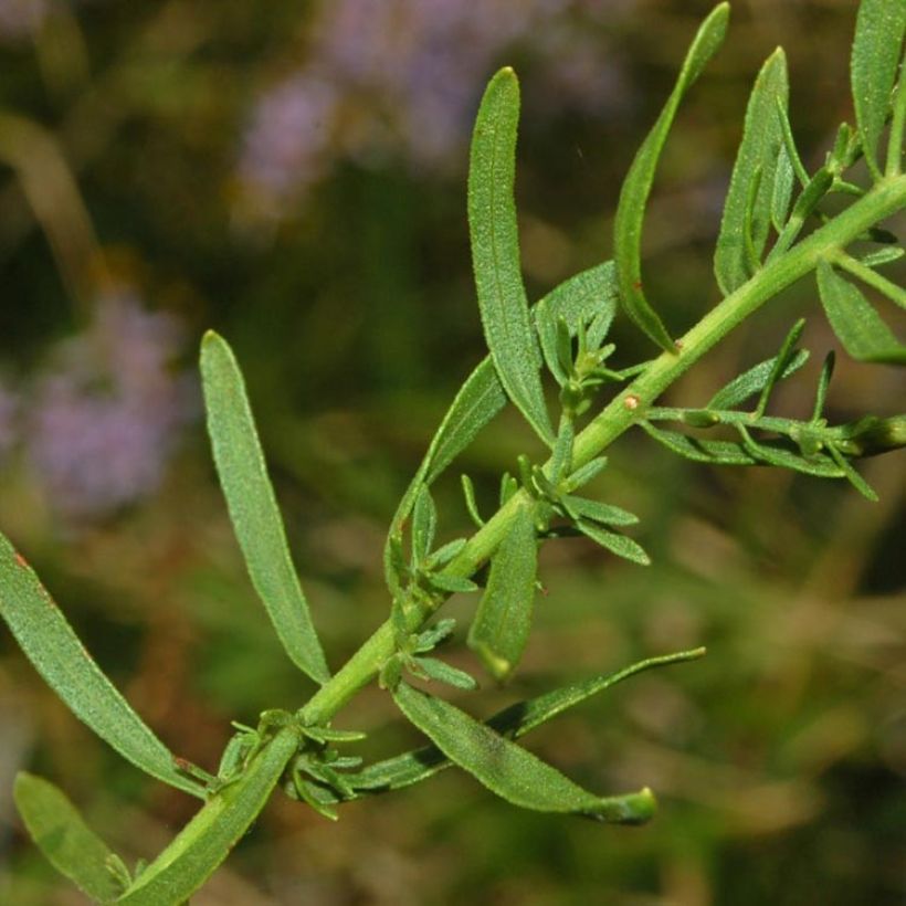 Aster sedifolius - Manzanilla de pastor (Follaje)