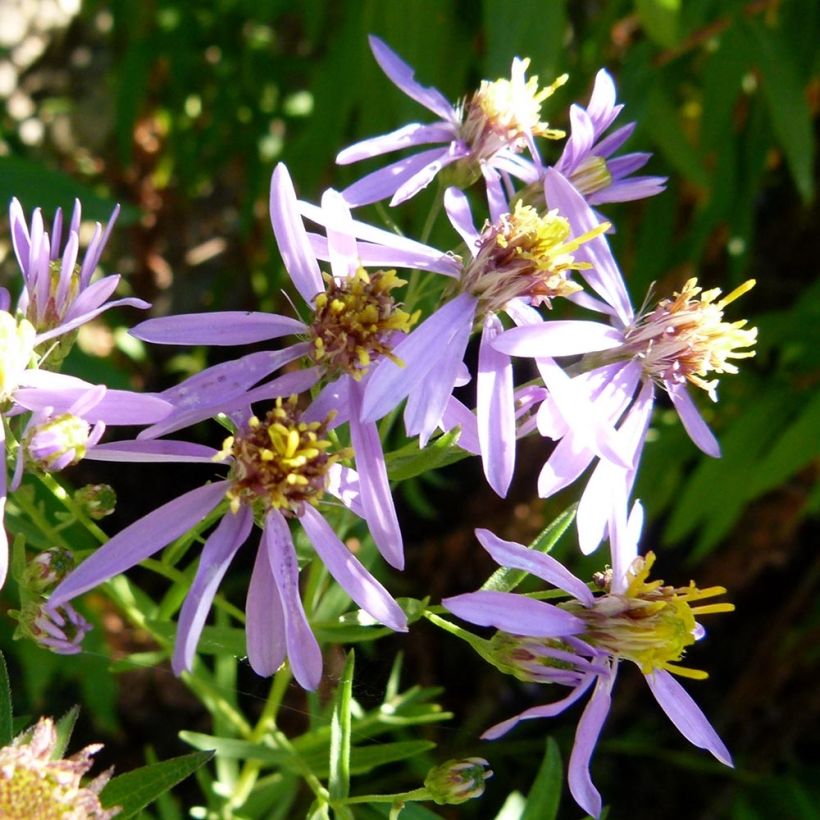 Aster sedifolius - Manzanilla de pastor (Floración)