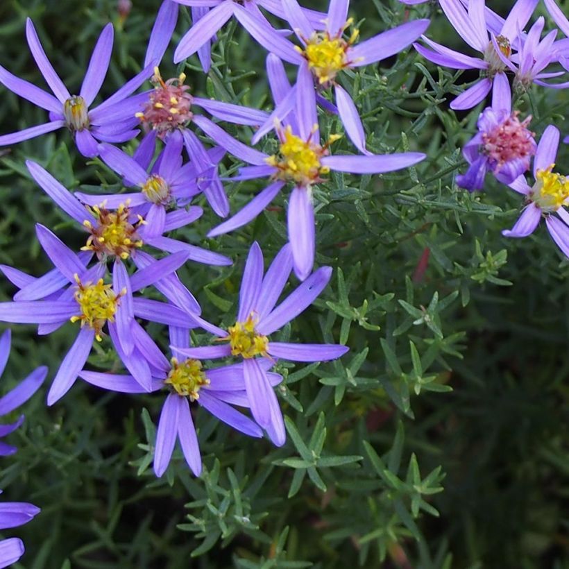 Aster sedifolius Nanus (Follaje)