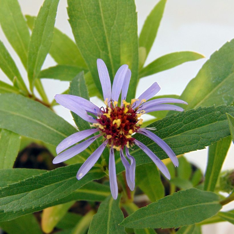 Aster sibiricus (Floración)