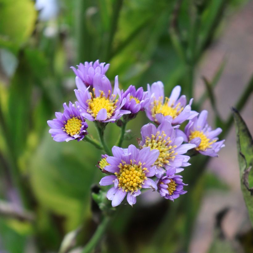 Aster tataricus Jindai (Floración)