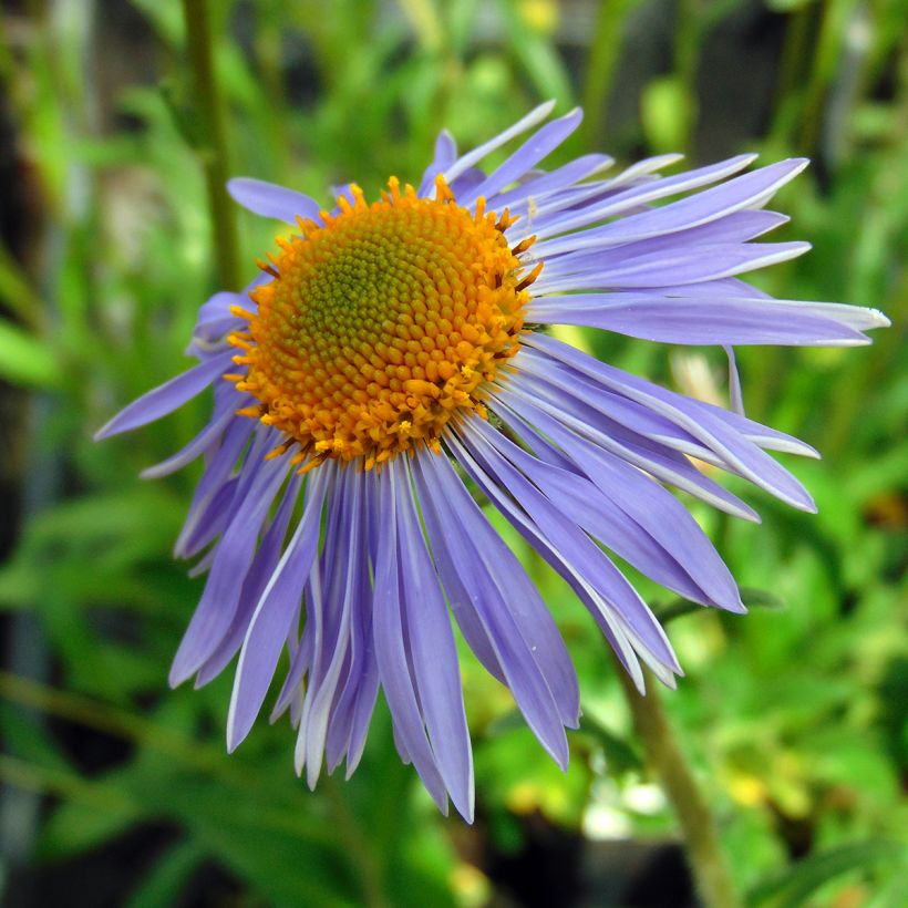 Aster tongolensis Berggarten (Floración)