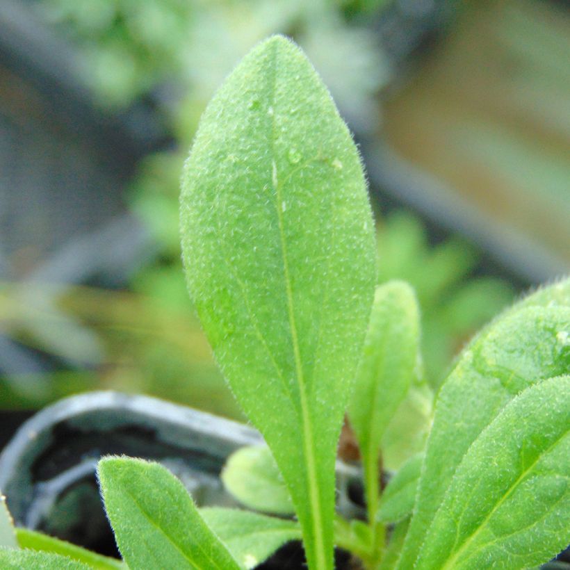 Aster tongolensis Wartburgstern (Follaje)