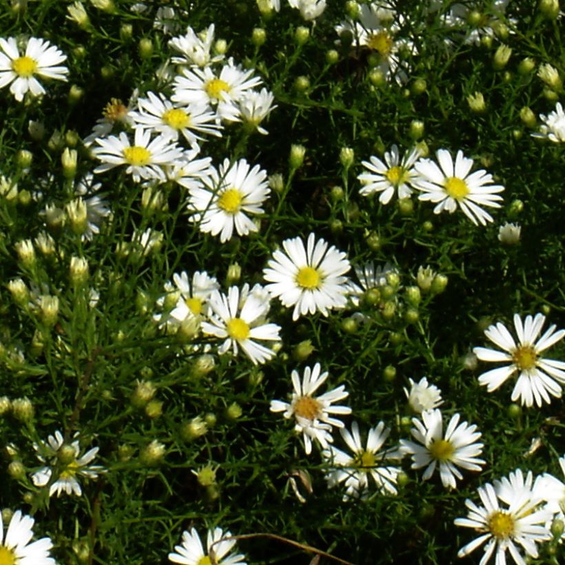 Aster tradescantii (Floración)