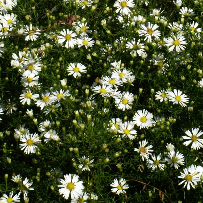 Aster tradescantii (Porte)