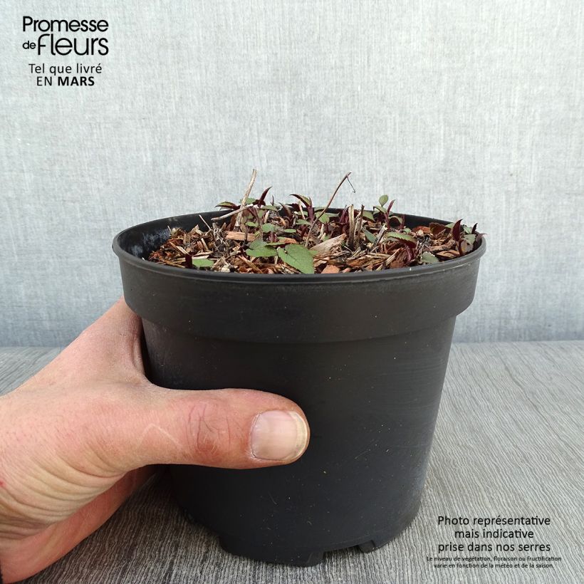 Aster tradescantii - Aster d'automne en pot de 2L/3L Ejemplar entregado en invierno