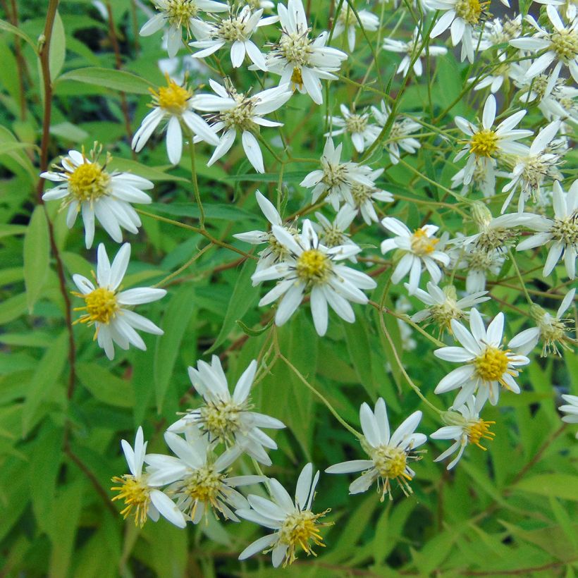 Aster umbellatus Weisser Schirm (Floración)