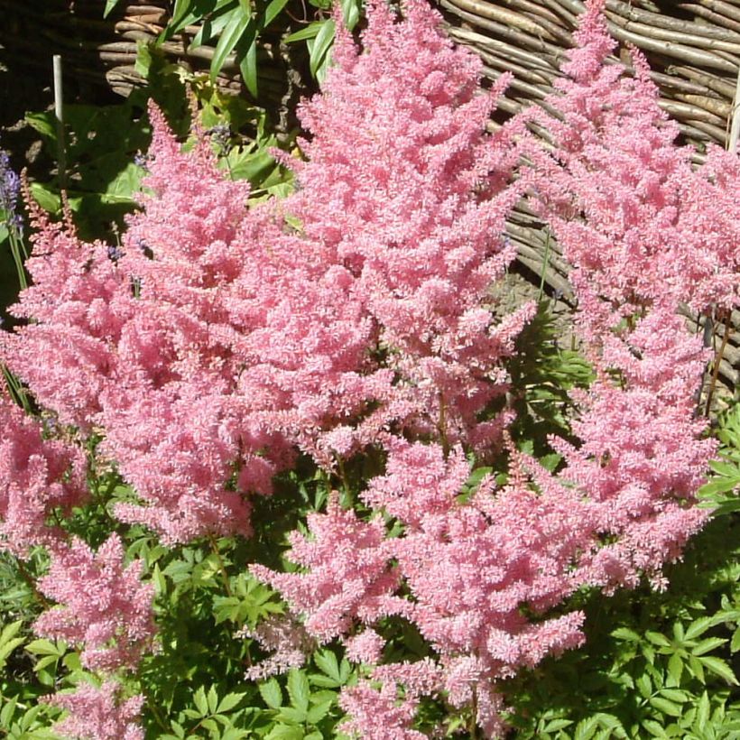 Astilbe Amerika (Floración)