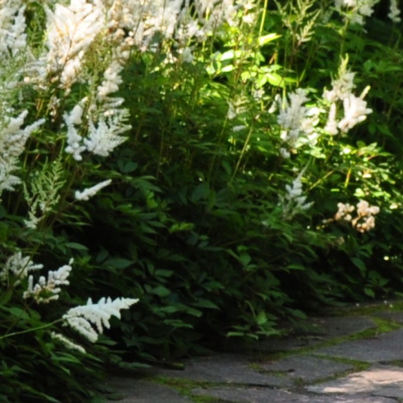 Astilbe Avalanche (Follaje)