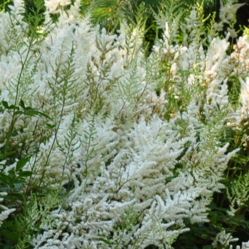 Astilbe Avalanche (Floración)